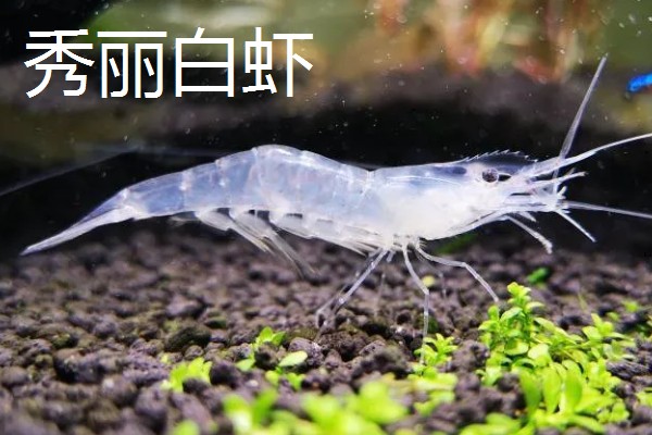 白虾苗的品种，常见的有脊尾白虾、秀丽白虾等