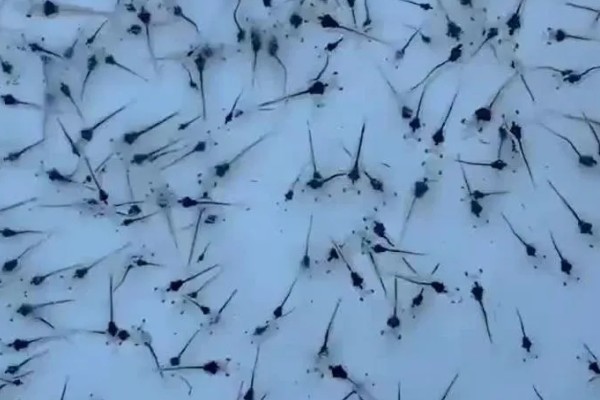 白虾苗的品种，常见的有脊尾白虾、秀丽白虾等