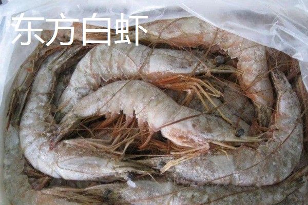 白虾苗的品种，常见的有脊尾白虾、秀丽白虾等