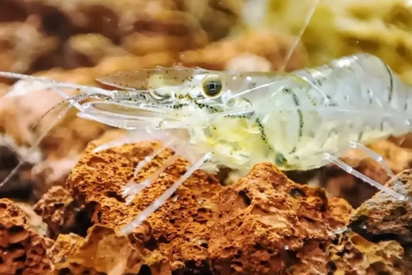 白虾苗的品种，常见的有脊尾白虾、秀丽白虾等