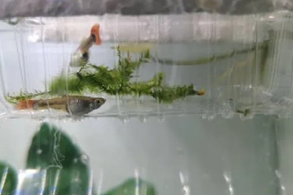 孔雀鱼的繁殖要点，水温最好保持在26℃