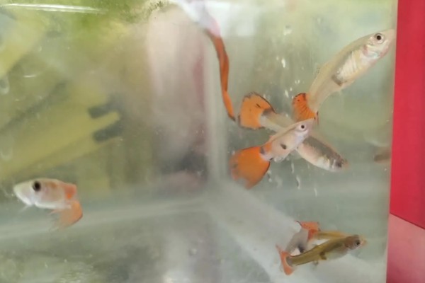 孔雀鱼的繁殖要点，水温最好保持在26℃