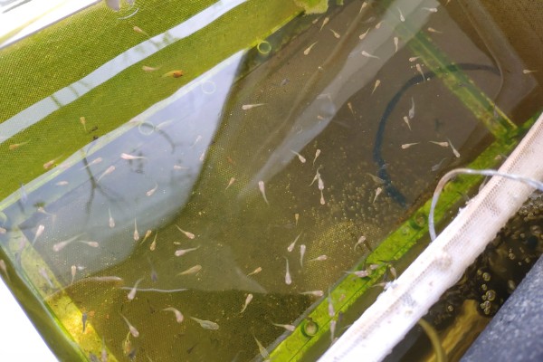 孔雀鱼的繁殖要点，水温最好保持在26℃