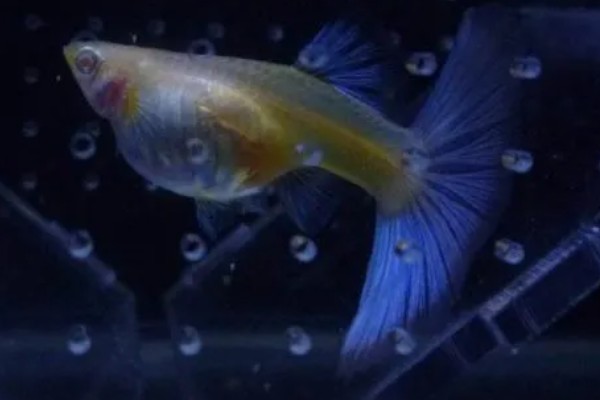 孔雀鱼的繁殖要点，水温最好保持在26℃