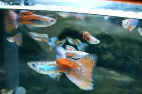 孔雀鱼的繁殖要点，水温最好保持在26℃