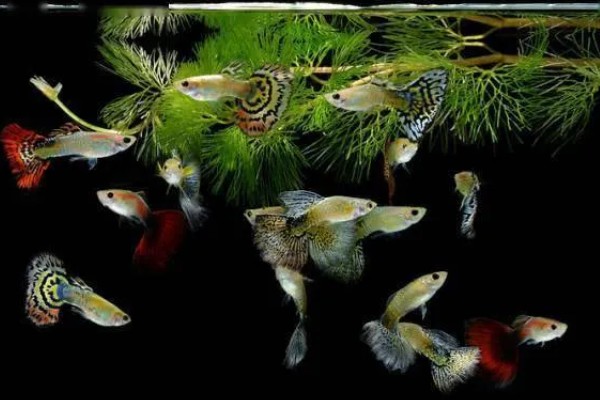 孔雀鱼的繁殖要点，水温最好保持在26℃