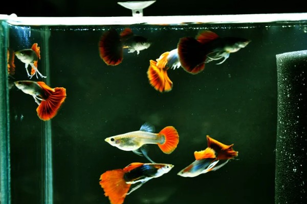 孔雀鱼的繁殖要点，水温最好保持在26℃