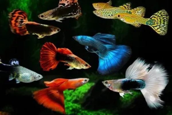 孔雀鱼的繁殖要点，水温最好保持在26℃