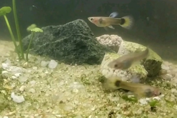 孔雀鱼的繁殖要点，水温最好保持在26℃