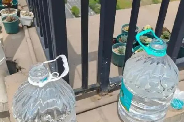 孔雀鱼的繁殖要点，水温最好保持在26℃