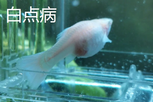 孔雀鱼的繁殖要点，水温最好保持在26℃