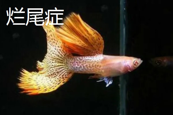 孔雀鱼的繁殖要点，水温最好保持在26℃