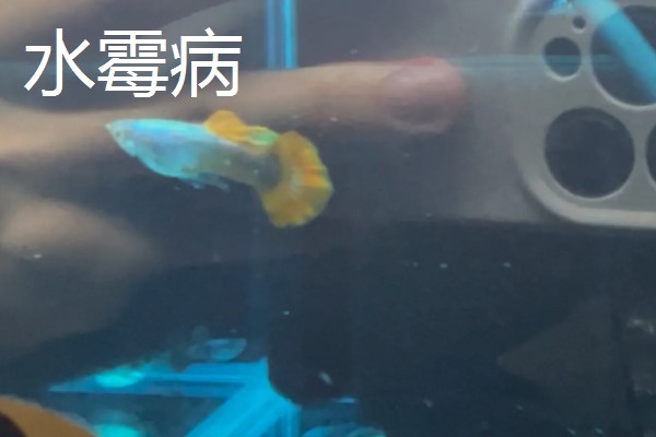 孔雀鱼的繁殖要点，水温最好保持在26℃