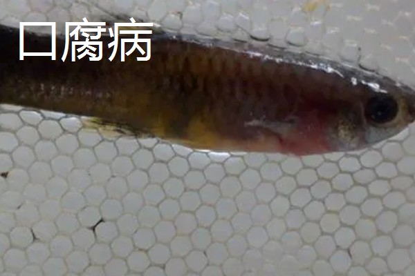 孔雀鱼的繁殖要点，水温最好保持在26℃