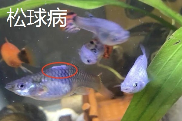 孔雀鱼的繁殖要点，水温最好保持在26℃