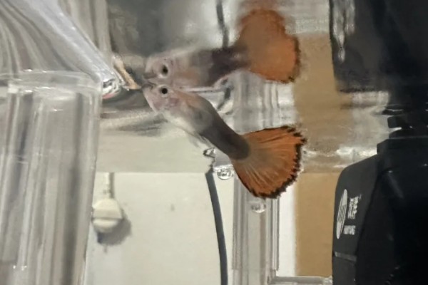 孔雀鱼的繁殖要点，水温最好保持在26℃