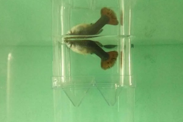 孔雀鱼的繁殖要点，水温最好保持在26℃