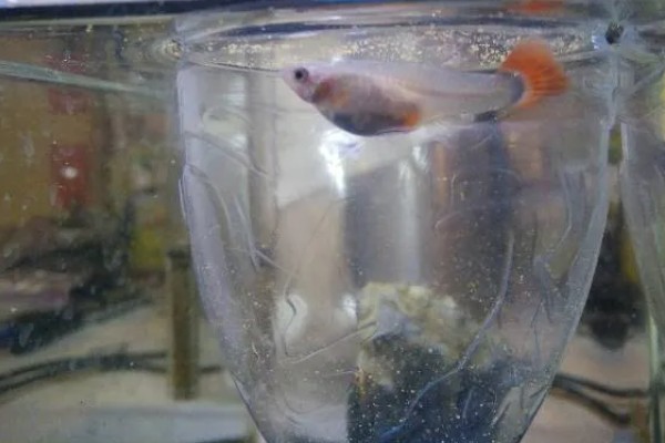 孔雀鱼的繁殖要点，水温最好保持在26℃