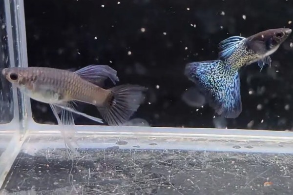 孔雀鱼的繁殖要点，水温最好保持在26℃