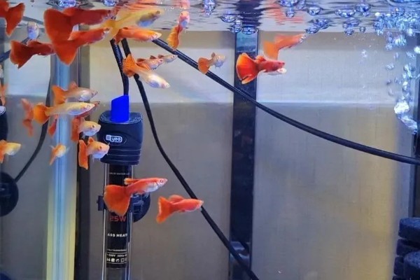 孔雀鱼的繁殖要点，水温最好保持在26℃