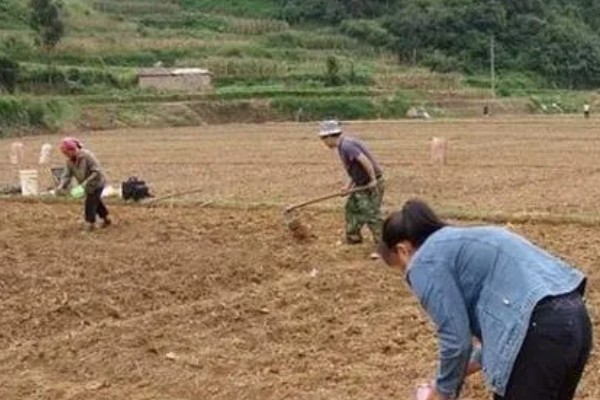 翻白草怎么种植，苗期要做到见草就除