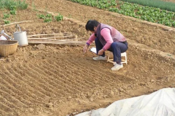 翻白草怎么种植，苗期要做到见草就除