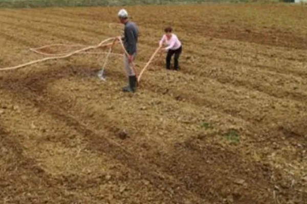 翻白草怎么种植，苗期要做到见草就除