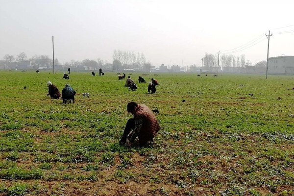 翻白草怎么种植，苗期要做到见草就除