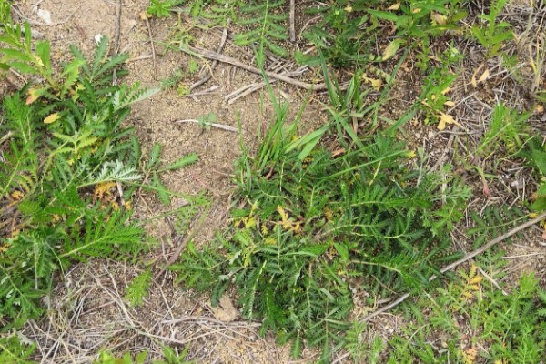 翻白草怎么种植，苗期要做到见草就除