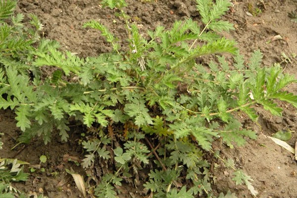 翻白草怎么种植，苗期要做到见草就除