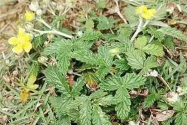 翻白草怎么种植，苗期要做到见草就除