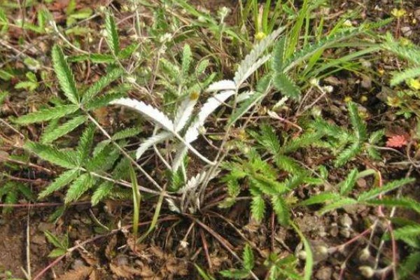 翻白草怎么种植，苗期要做到见草就除