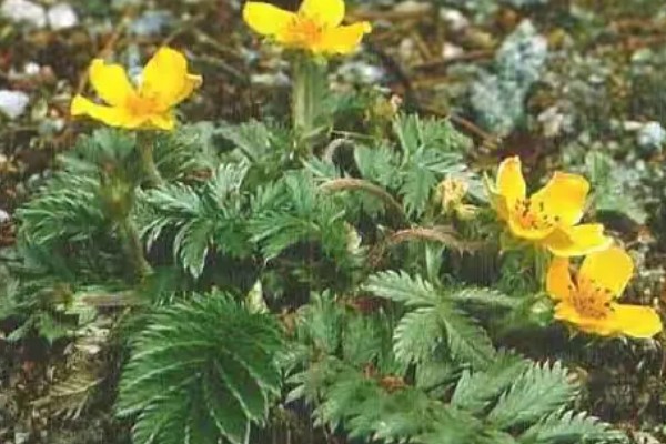 翻白草怎么种植，苗期要做到见草就除