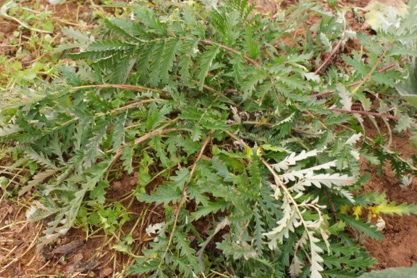 翻白草怎么种植，苗期要做到见草就除