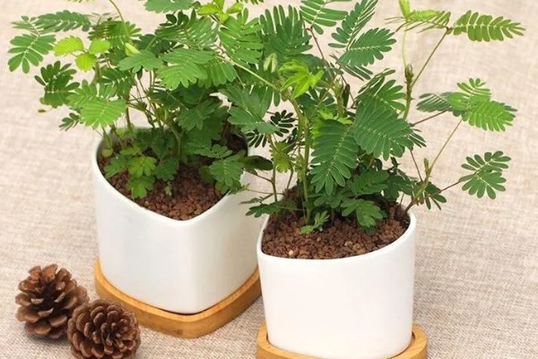 养护含羞草的方法，生长适温20-28℃