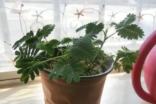 养护含羞草的方法，生长适温20-28℃