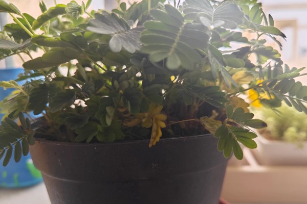 养护含羞草的方法，生长适温20-28℃