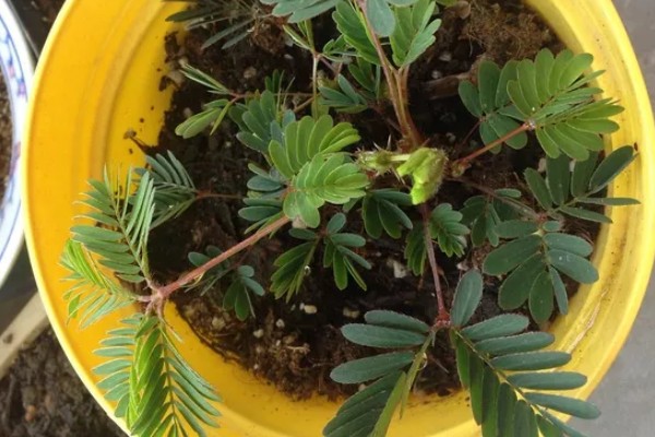 养护含羞草的方法，生长适温20-28℃