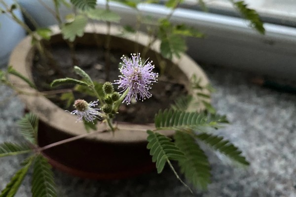 养护含羞草的方法，生长适温20-28℃