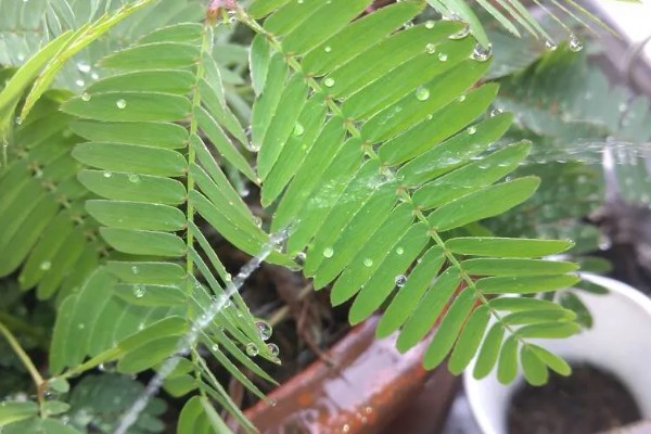 养护含羞草的方法，生长适温20-28℃