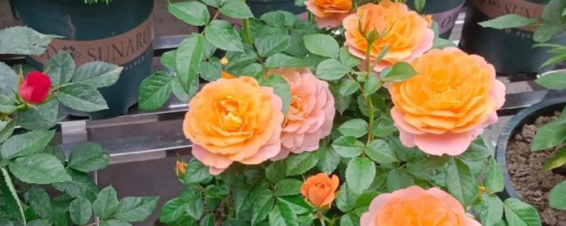 盆栽玫瑰花的养殖方法，每隔1-2年要为其更换一次新土