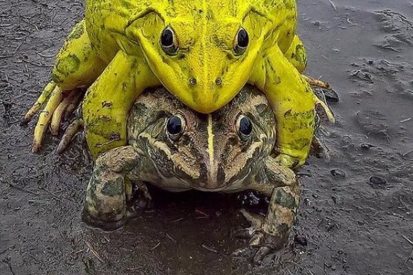 牛蛙生长期间要注意什么，繁殖时要确保雌雄牛蛙的体重达到要求