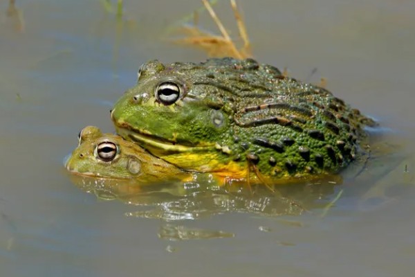 牛蛙生长期间要注意什么，繁殖时要确保雌雄牛蛙的体重达到要求