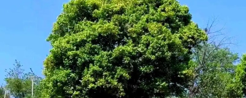 茶树的生长时期，分为幼苗期、幼年期、成年期和衰老期