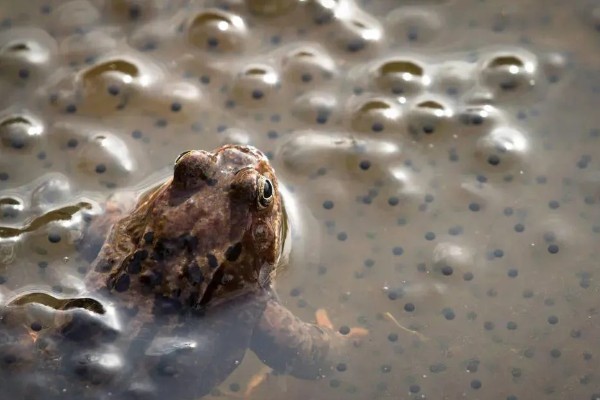 牛蛙生长期间要注意什么，繁殖时要确保雌雄牛蛙的体重达到要求