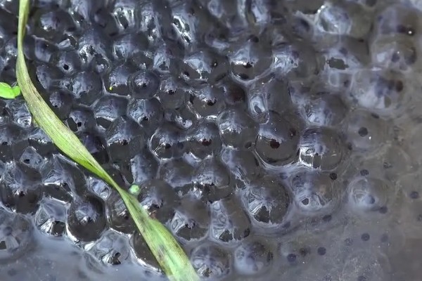 牛蛙生长期间要注意什么，繁殖时要确保雌雄牛蛙的体重达到要求