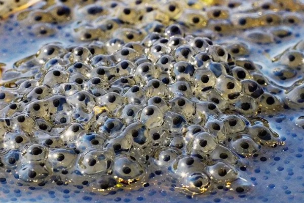 牛蛙生长期间要注意什么，繁殖时要确保雌雄牛蛙的体重达到要求