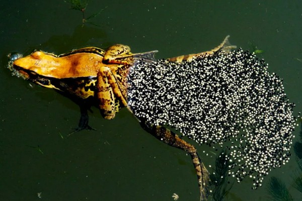 牛蛙生长期间要注意什么，繁殖时要确保雌雄牛蛙的体重达到要求