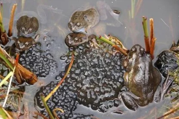 牛蛙生长期间要注意什么，繁殖时要确保雌雄牛蛙的体重达到要求