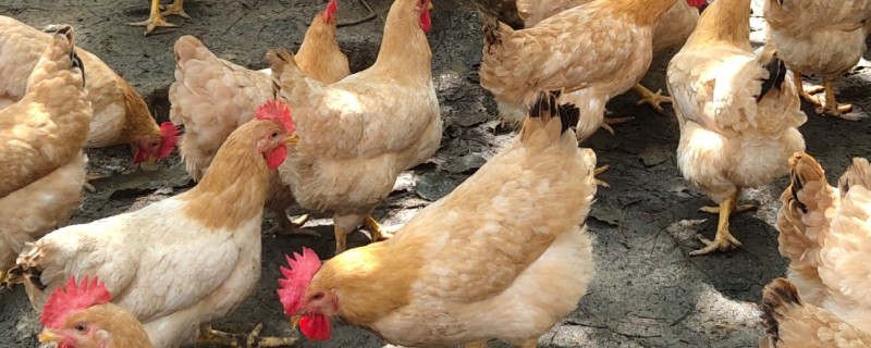 黄鼠狼偷鸡怎么处理，可以把鸡群和鹅群混合饲养